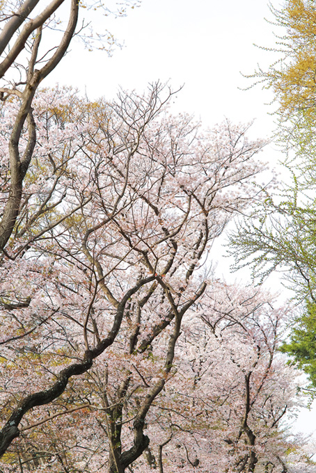 桜の林と白い空（桜 かっこいいの背景フリー画像）