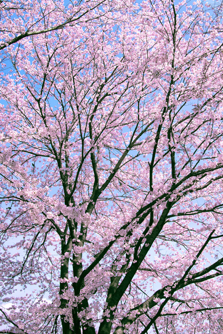 春の桜林（桜 和風の背景フリー画像）
