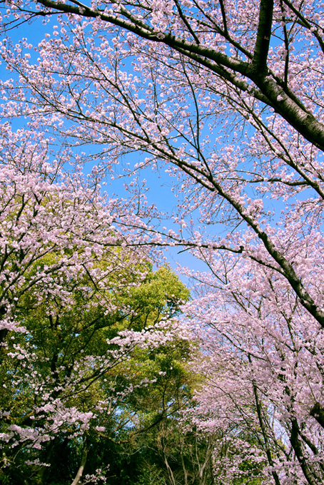 春の桜林（桜 和風の背景フリー画像）
