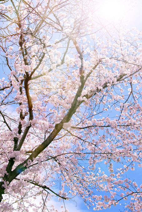 春の桜林（桜 木 空の背景フリー画像）
