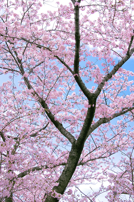 春の桜林（桜 木 空の背景フリー画像）