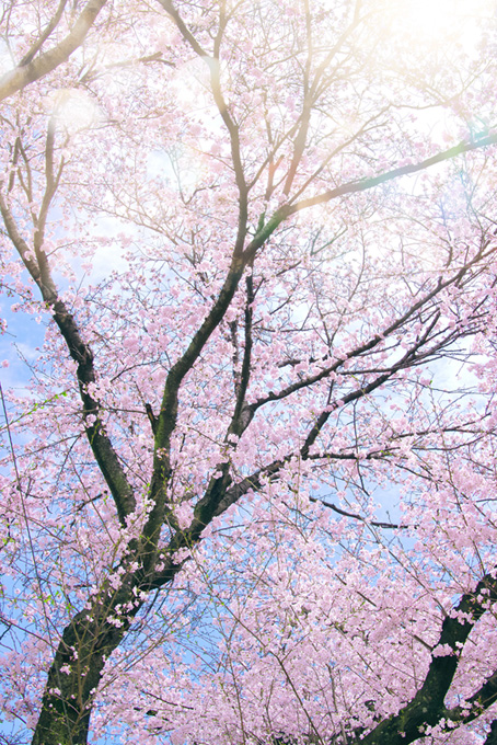 光が降り注ぐピンクの桜（桜 かっこいいの背景フリー画像）
