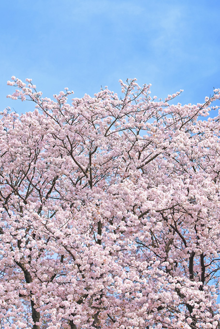 春の青空と桜