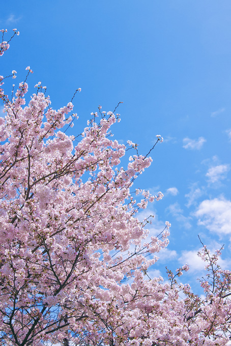 春の青空と花咲く桜（桜 開花の背景フリー画像）