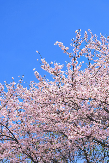 春の青空と桜