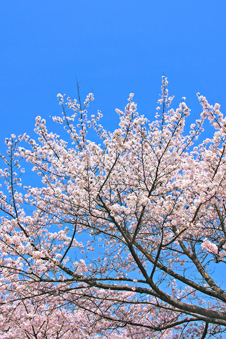桜の花咲く木