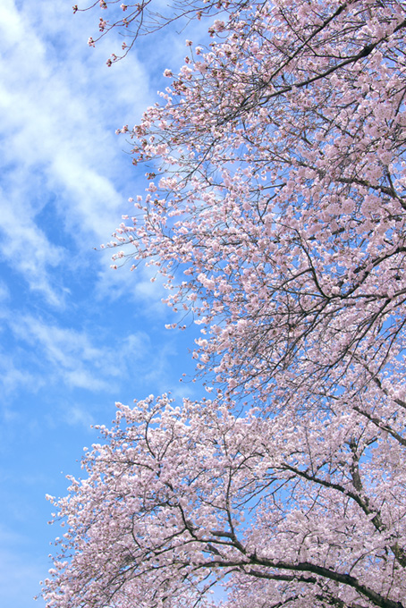 桜の花咲く木
