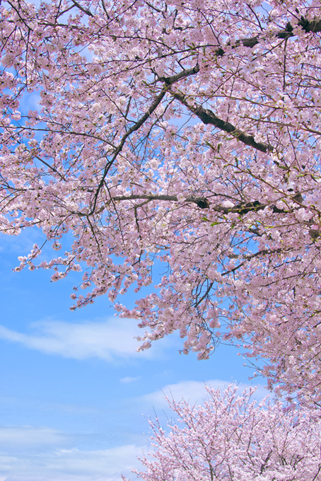 青空を覆う薄紅色の桜（桜 風景の背景フリー画像）