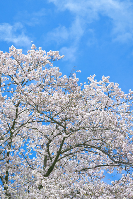 爽やかな青空と桜（桜 待ち受けの背景フリー画像）