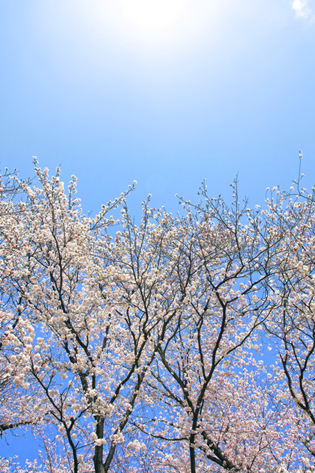 太陽と白い桜の木（桜 空の背景フリー画像）