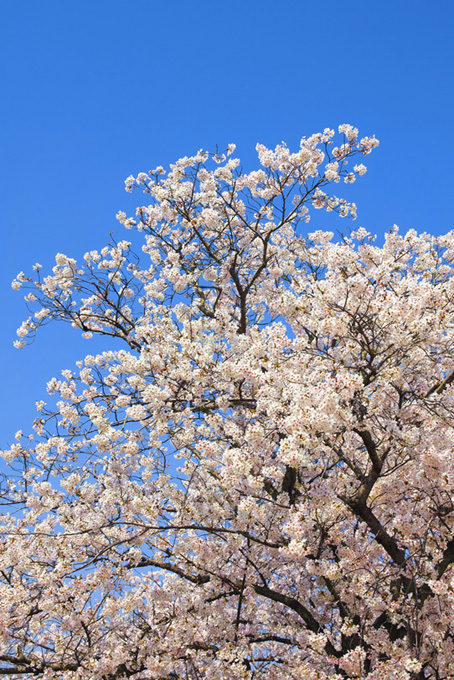 桜の花咲く木と青空（桜 待ち受けの背景フリー画像）
