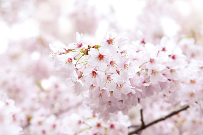 きれいな桜の花の背景（桜 花の背景フリー画像）
