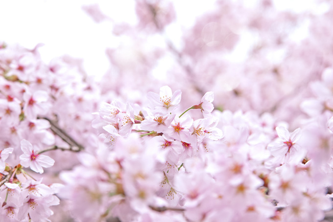 淡いピンクのさくら景色（桜 花の背景フリー画像）