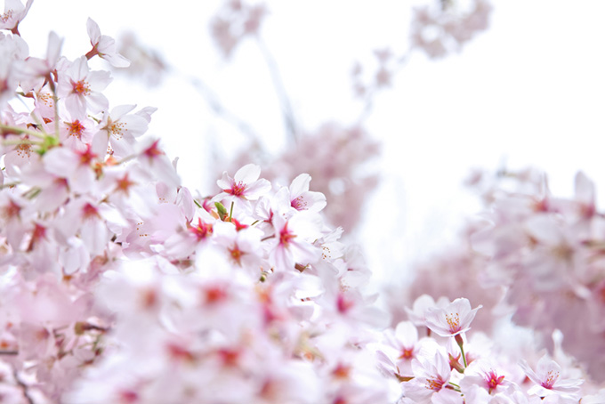 薄紅色の桜の花と白い背景（桜 白背景のフリー画像）
