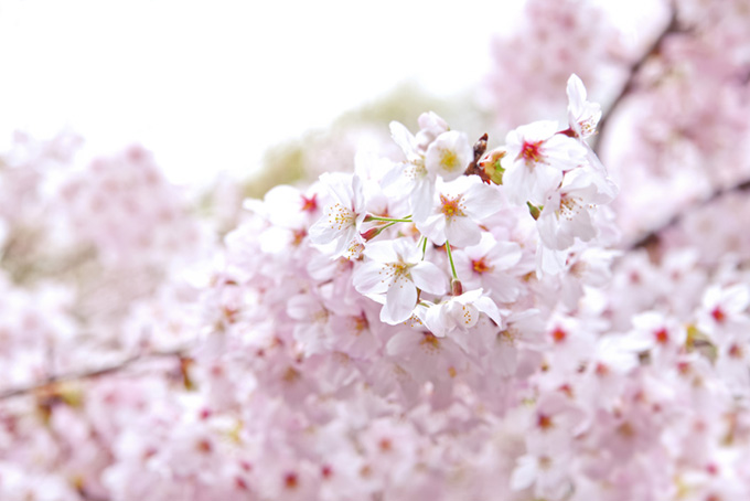 かわいい桜の花が咲く景色（桜 白背景のフリー画像）