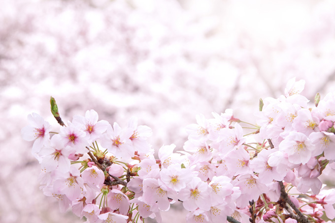 ピンクの桜と春の柔らかな光（桜 白背景のフリー画像）