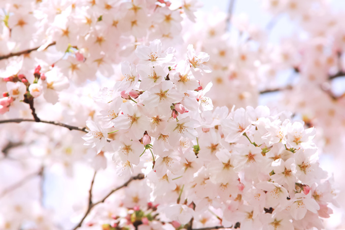 美しい桜の背景（桜 おしゃれの背景フリー画像）