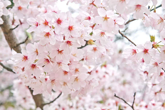 花をつける春の桜（桜 おしゃれの背景フリー画像）