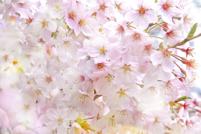 可愛い桜の花（桜 おしゃれの背景フリー画像）