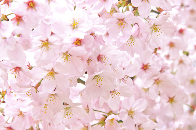 沢山の綺麗なさくらの花（桜 おしゃれの背景フリー画像）