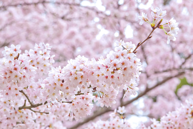 美しいサクラの春景色（桜 おしゃれの背景フリー画像）