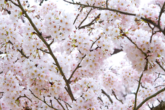 白い花咲くサクラの枝（桜 白背景のフリー画像）