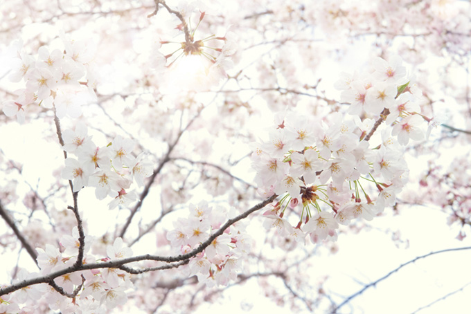 染井吉野の花と溢れる光（桜 白背景のフリー画像）