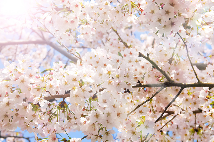 春の陽とソメイヨシノ（桜 花の背景フリー画像）