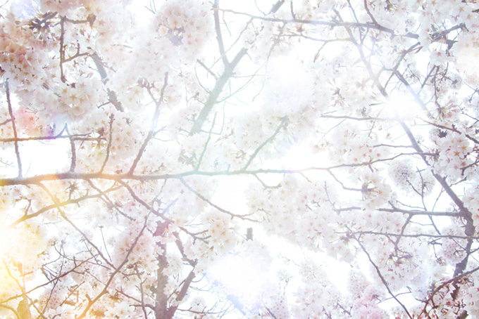 桜の間から射し込む春の陽（桜 白背景のフリー画像）