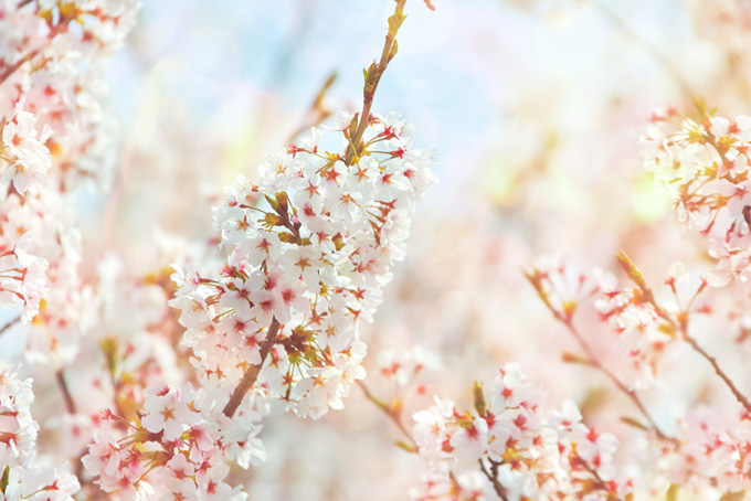 桜の花と淡い光（桜 おしゃれの背景フリー画像）