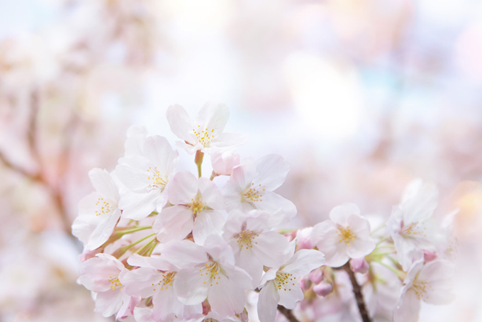 かわいい桜と春の日差し（桜 おしゃれの背景フリー画像）