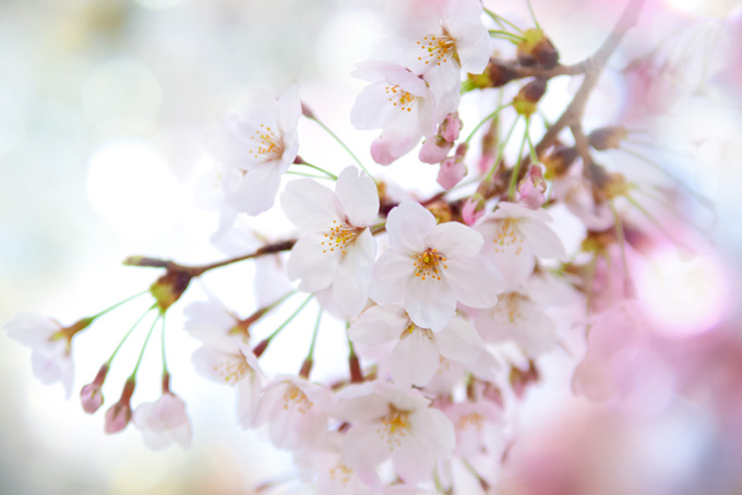 さくらの花と光（さくら 桜の背景フリー画像）