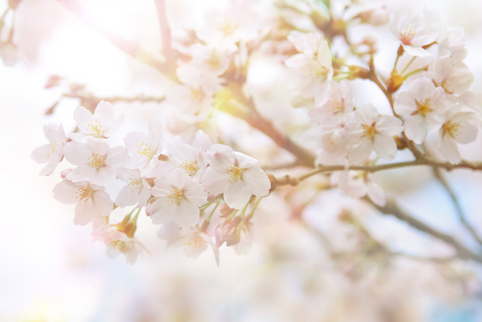 白い桜の花と輝く光（桜 おしゃれの背景フリー画像）