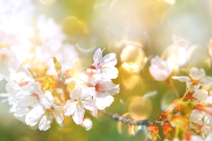 さくらの花と光（さくら 桜の背景フリー画像）