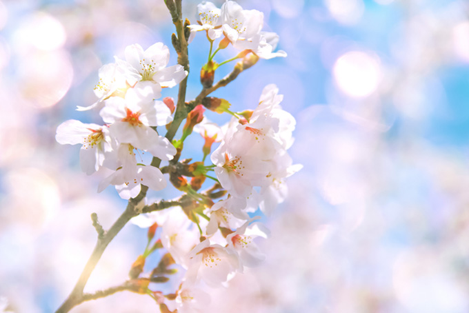 さくらの花とキラキラの光（桜 おしゃれの背景フリー画像）