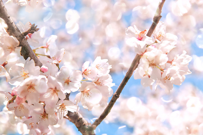 桜とキラキラと輝く背景（桜 花の背景フリー画像）