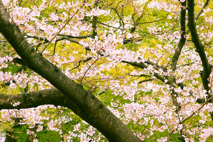 桜の花と緑の和風背景（桜 さくらの背景フリー画像）