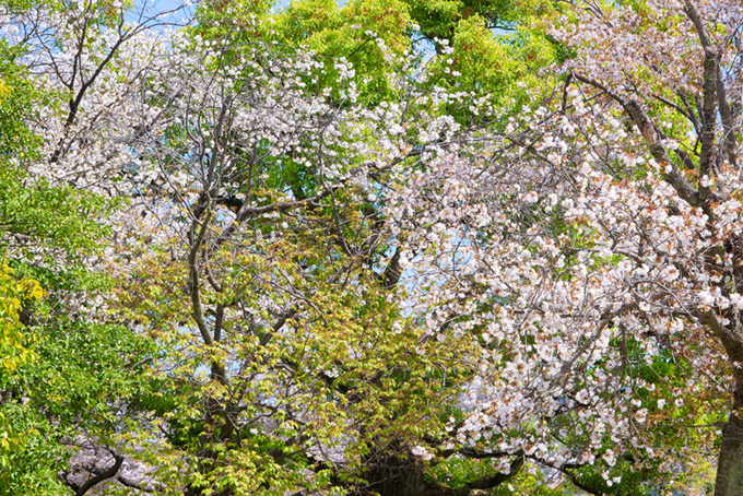 春の桜と新緑の背景（桜 春の背景フリー画像）