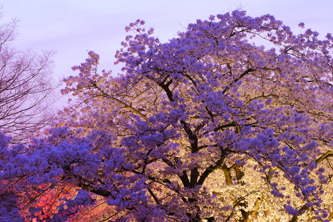 紫色にライトアップされた桜（桜 景色の背景フリー画像）