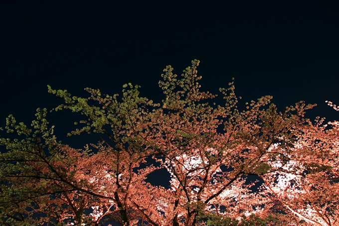 夜桜と黒い空の背景（桜 景色の背景フリー画像）