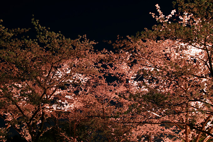 綺麗な夜桜の景色（桜 景色の背景フリー画像）
