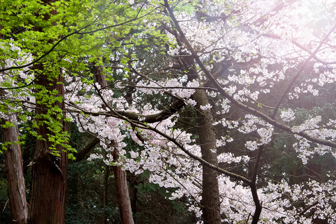 木漏れ日に輝く桜の花（桜 景色の背景フリー画像）