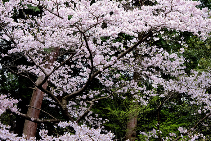 森の中に咲く華やかな桜（桜 景色の背景フリー画像）