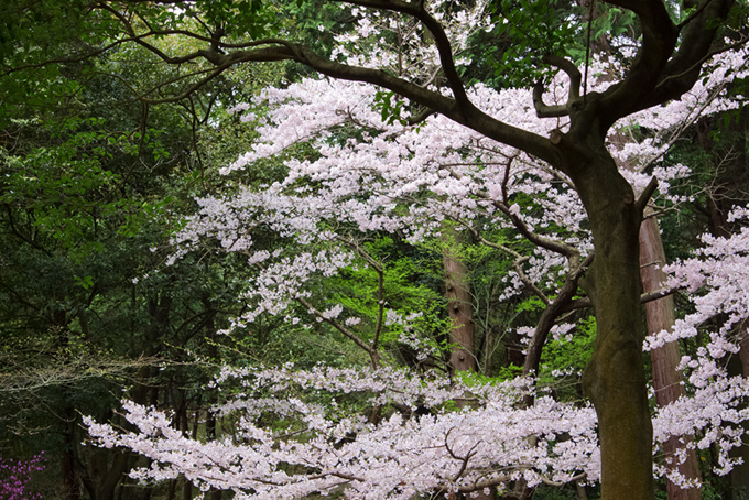 花咲く染井吉野と緑の背景（桜 景色の背景フリー画像）