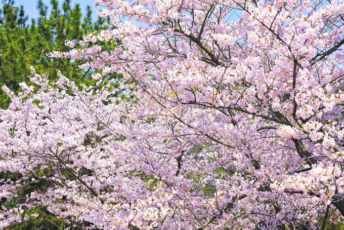満開の桜の春景色（桜 春の背景フリー画像）