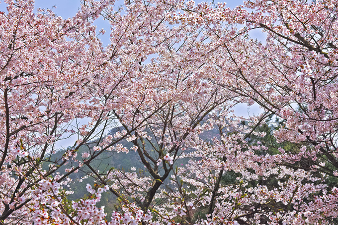 花咲く桜の向こうに見える山（桜 春の背景フリー画像）