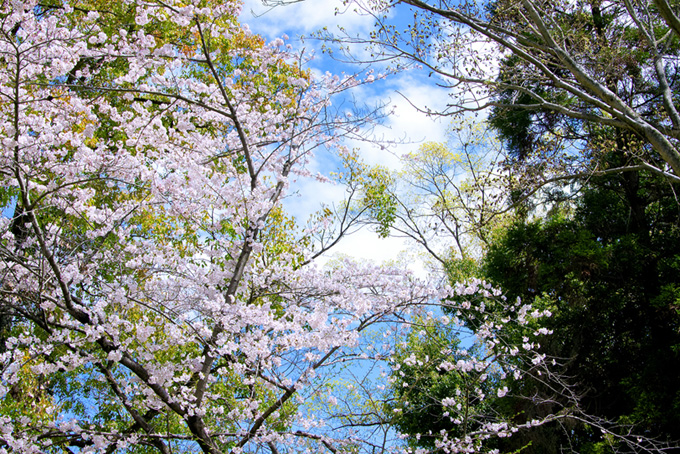 緑に映える桜の木（桜 春の背景フリー画像）