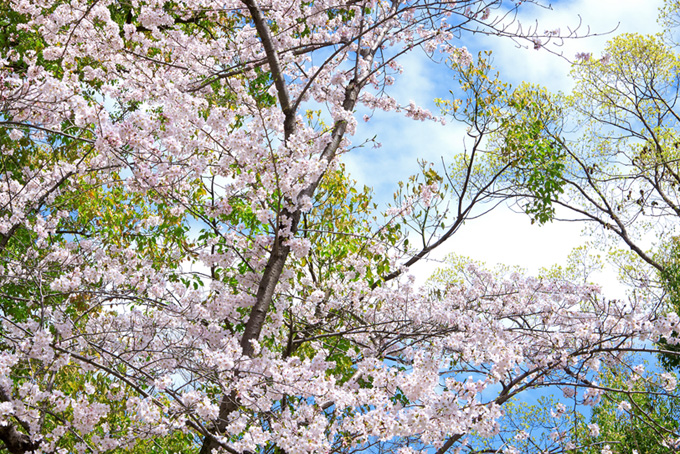 さくらと緑の木々（桜 春の背景フリー画像）