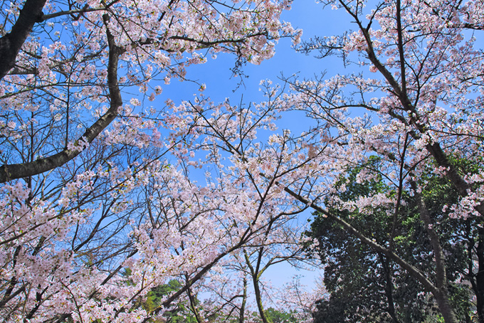 桜林の春景色（桜 春の背景フリー画像）