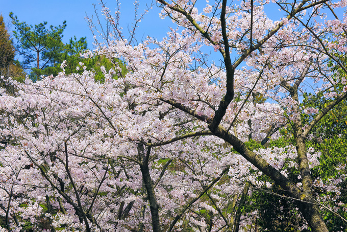 春の緑と桜（桜 春の背景フリー画像）